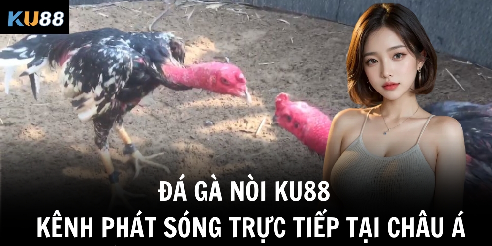 da ga noi ku88 kenh phat song truc tiep tai chau a