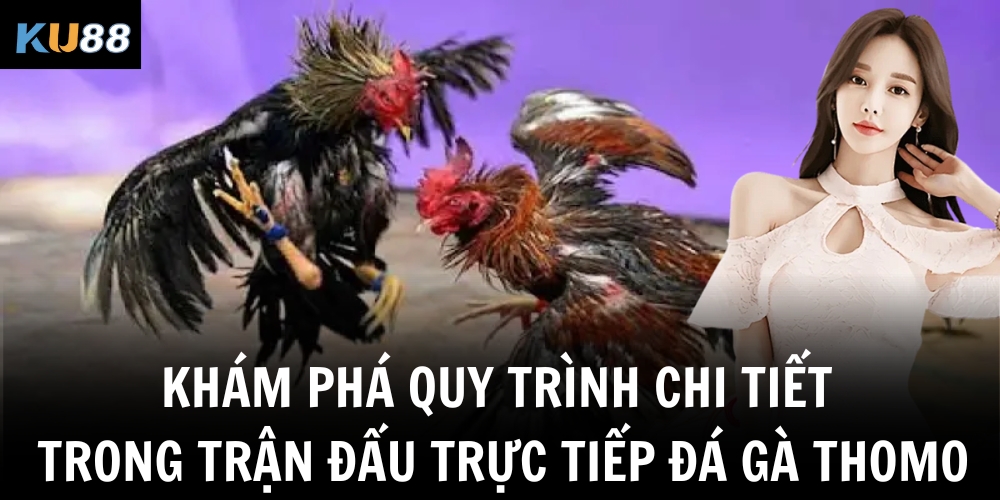 Khám phá quy trình chi tiết trong trận đấu trực tiếp đá gà Thomo