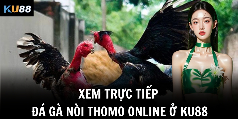 Xem trực tiếp đá gà nòi thomo online ở Ku88